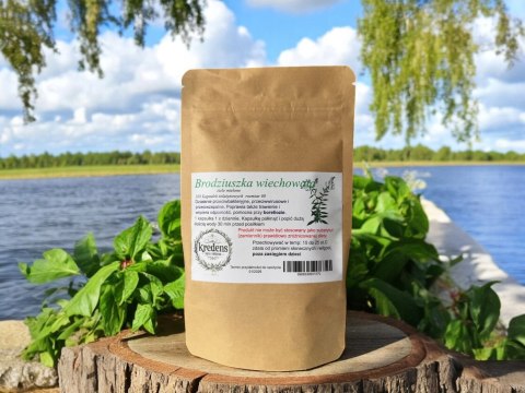 Brodziuszka wiechowata 100 kapsułek żelatynowych PRZECIWZAPALNE, TRAWIENIE