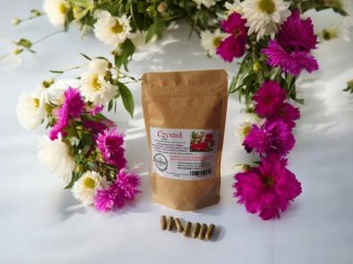 Czystek 100 kapsułek żelatynowych PRZECIWZAPALNE, PRZECIWWIRUSOWE