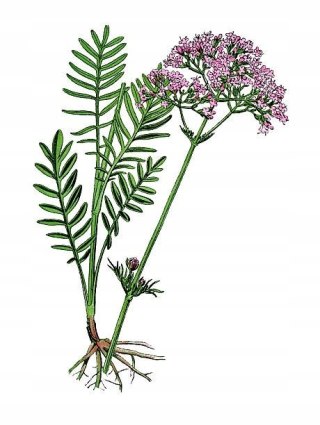 Dobry sen 60 kapsułek koper włoski, melisa, chmiel,kozłek lekarski w jednym