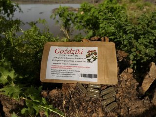 GOŹDZIK 30 KAP. PASOŻYTY TRAWIENIE WIRUSY ANTYOKSYDANTY STANY ZAPALNE