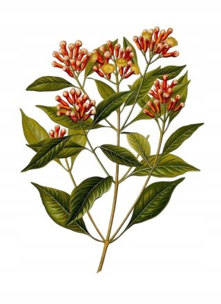 Kompleks ODROBACZANIE 60 kapsułek piołun, wrotycz, goździk w jednym