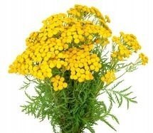 Kompleks ODROBACZANIE 60 kapsułek piołun, wrotycz, goździk w jednym