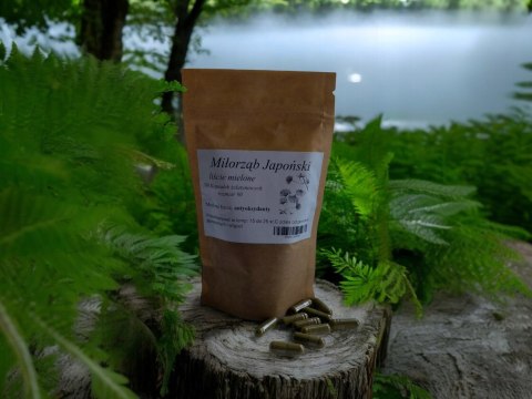 Miłorząb Japoński 100 kapsułek żelatynowych poprawa pamięci, układ nerwowy