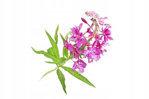 Prostata 60 kapsułek Pyłek sosnowy, Buzdyganek, Palma sabałowa w jednym