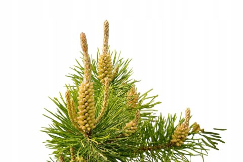 Prostata 60 kapsułek Pyłek sosnowy, Buzdyganek, Palma sabałowa w jednym