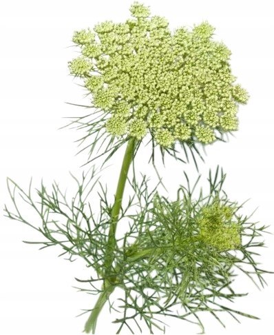 Prostata 60 kapsułek Pyłek sosnowy, Buzdyganek, Palma sabałowa w jednym