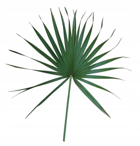 Prostata 60 kapsułek Pyłek sosnowy, Buzdyganek, Palma sabałowa w jednym