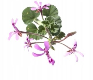 Przeziębienie i grypa 60 kapsułek na COVID oraz inne infekcji wirusowe