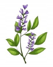 Przeziębienie i grypa 60 kapsułek na COVID oraz inne infekcji wirusowe