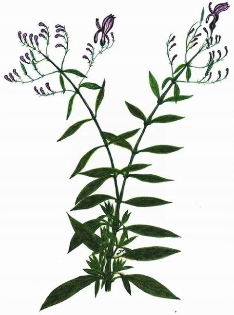 Przeziębienie i grypa 60 kapsułek na COVID oraz inne infekcji wirusowe